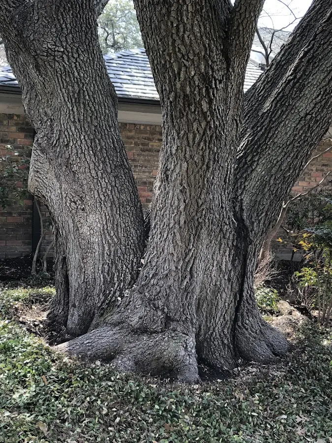 Mature heritage tree close to a Ahsahka property cared for by certified arborists