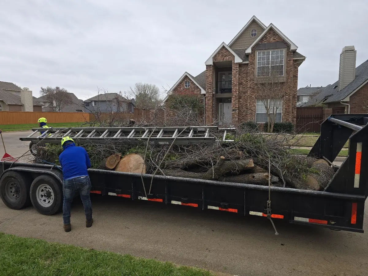 Expert Tree Removal with proper safety equipment in Ahsahka